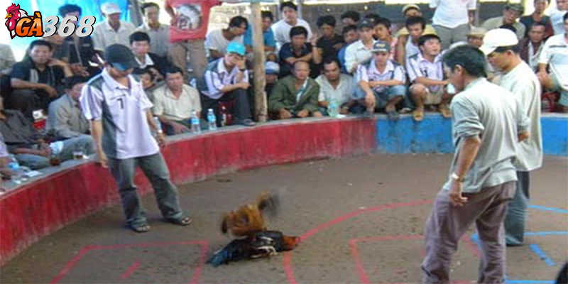 Đá gà Campuchia kịch tính đến từng giây