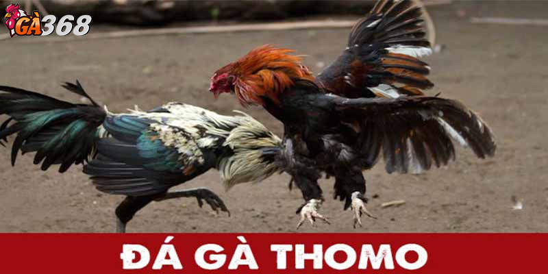 Đá gà Thomo có mặt trên thị trường từ rất lâu và uy tín