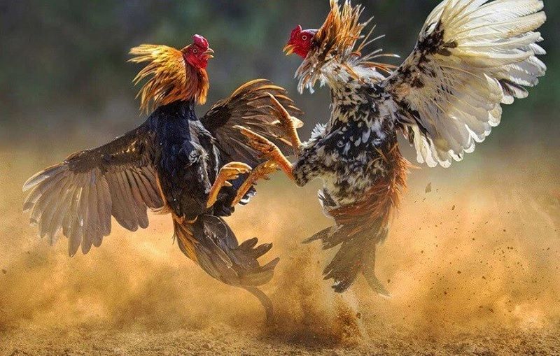 Khi nào đá gà Thomo có thể hoạt động trở lại?