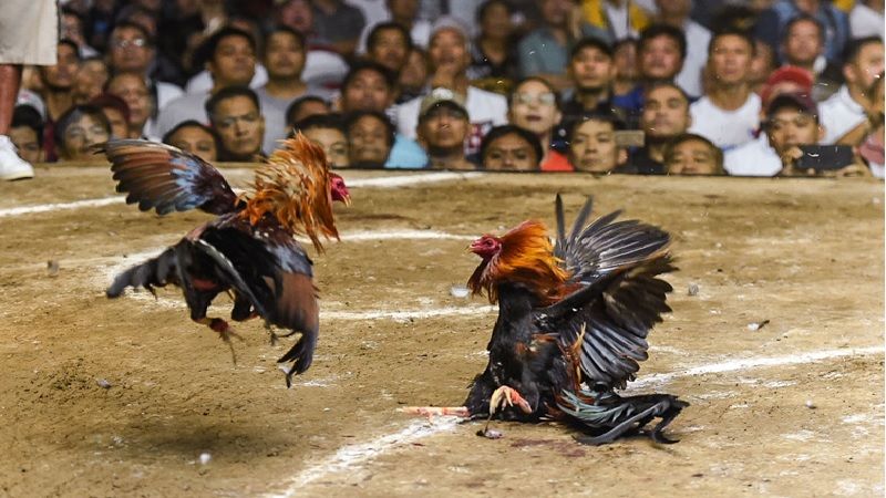 Đá gà CPC3 khi nào mở lại?