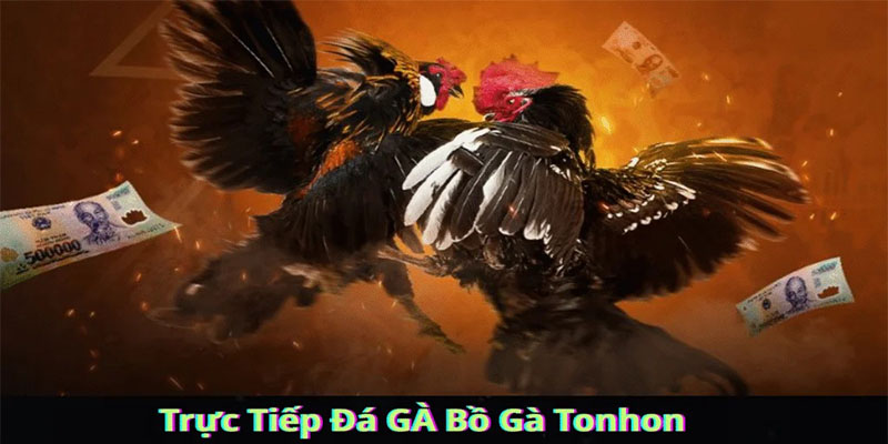 Gà đá trực tiếp là gì?