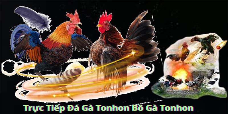 Các hình thức xem gà đá trực tiếp phổ biến