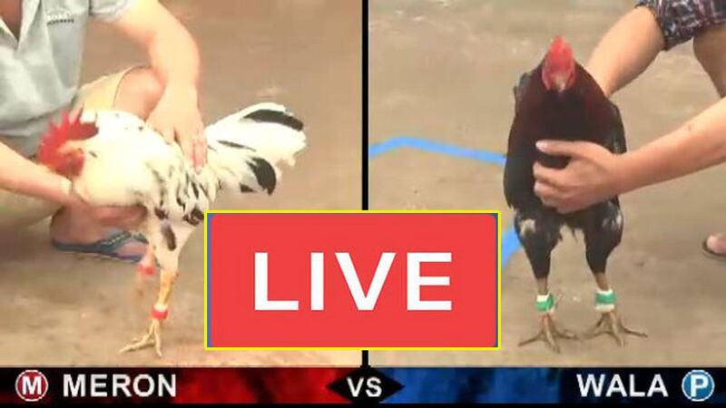 Tại sao trường gà Thomo ngừng hoạt động?