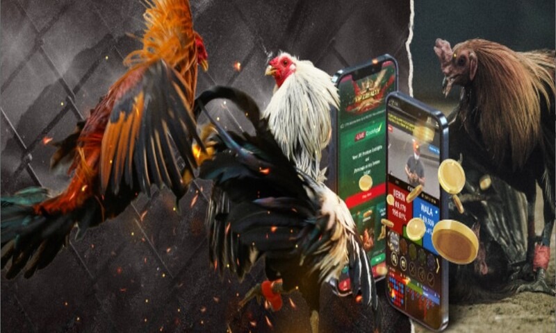 Tác động của việc ngừng hoạt động trường gà Thomo